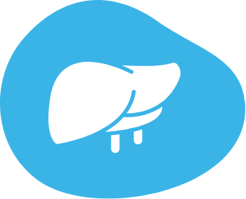 Liver